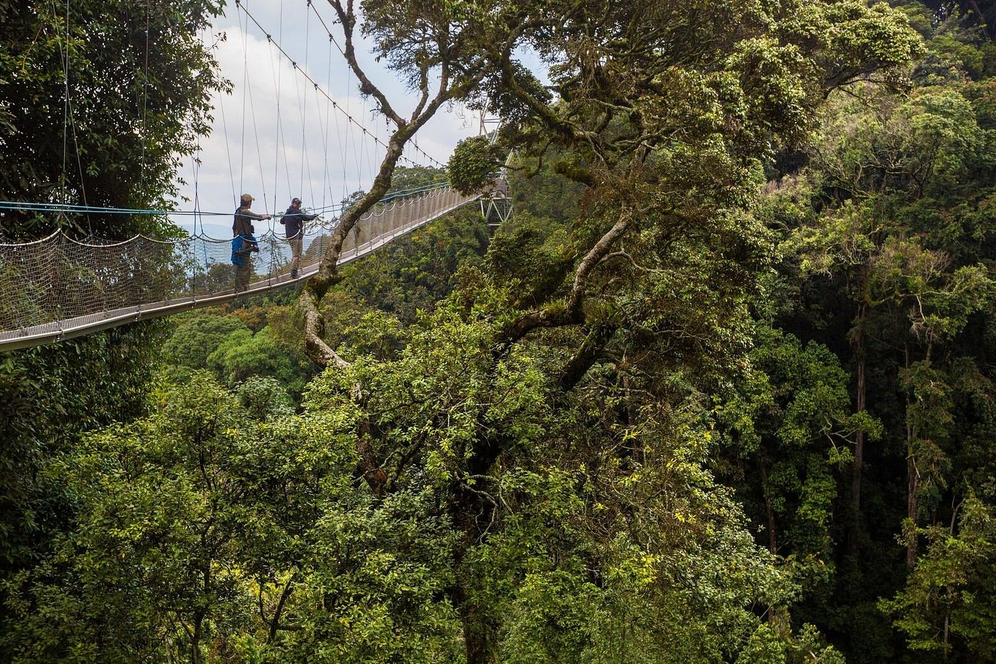 Nyungwe National Park car hire for canopy walk
