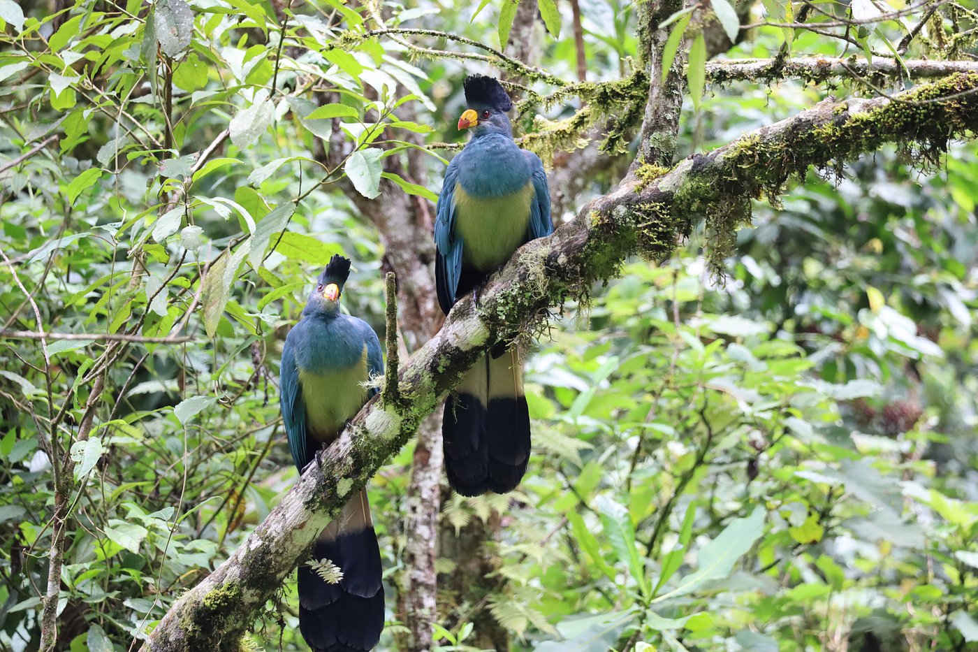 Affordable car hire to Nyungwe National Park