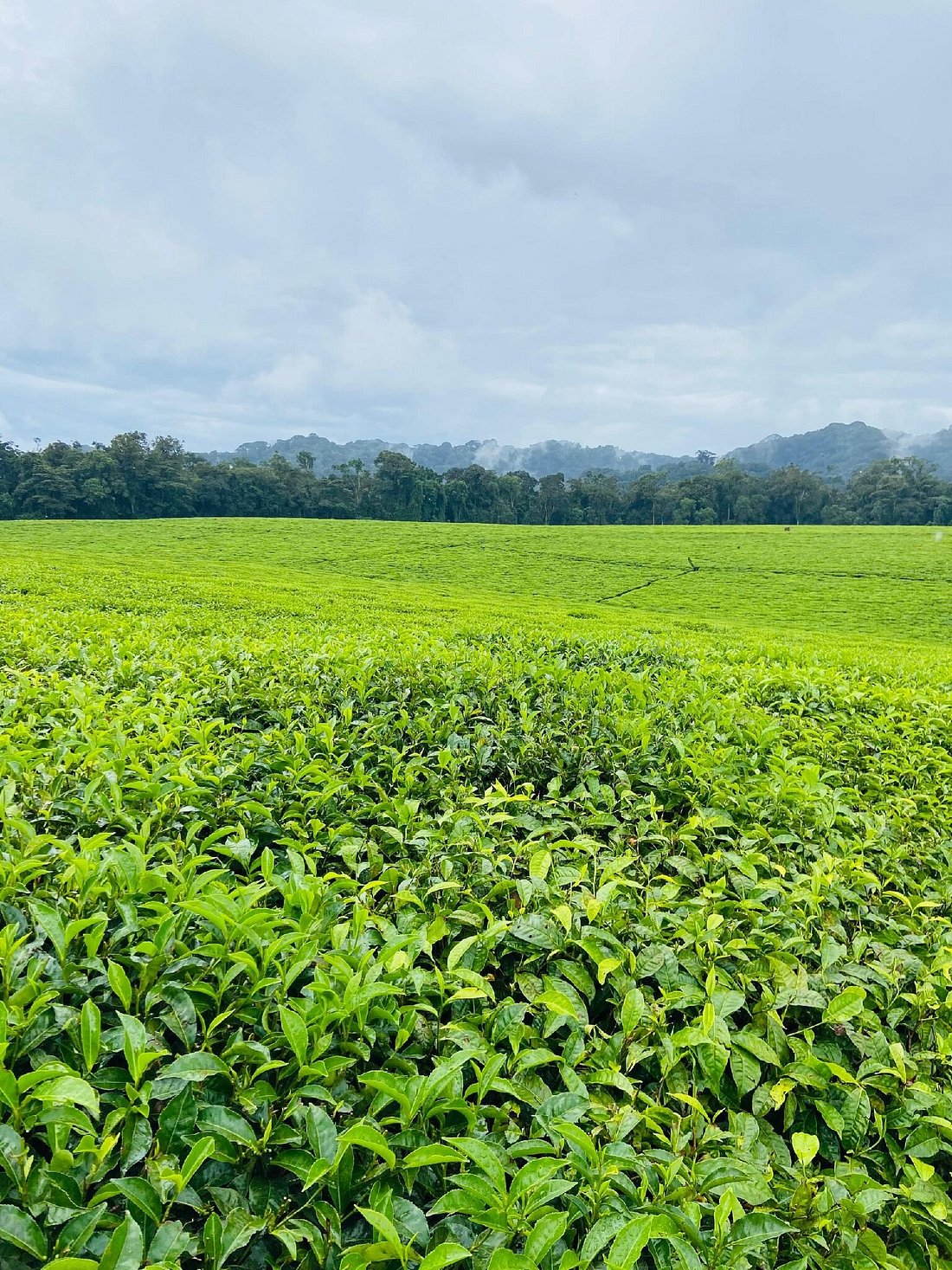 Self-drive car hire to Nyungwe National Park Rwanda