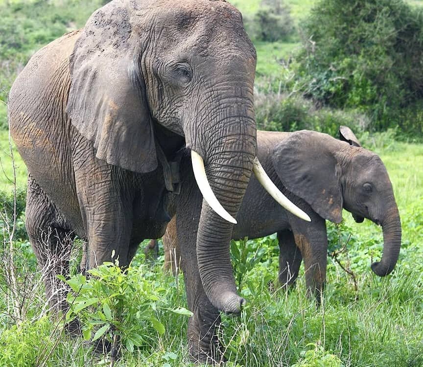 Car hire for full-day game drive in Akagera National Park