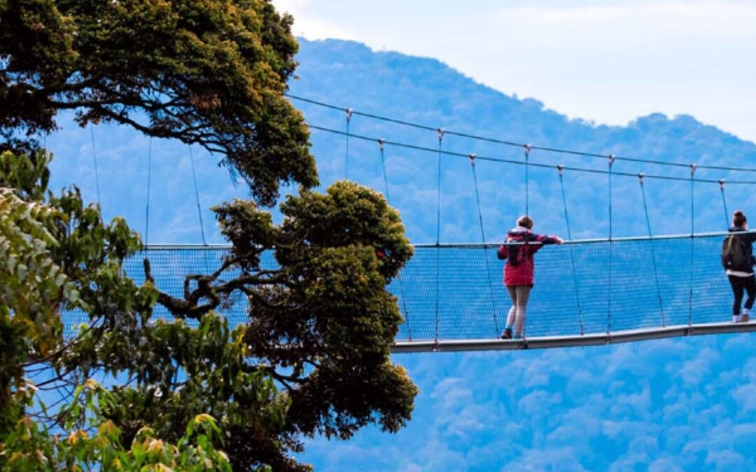 Car hire for Nyungwe canopy walkway adventure