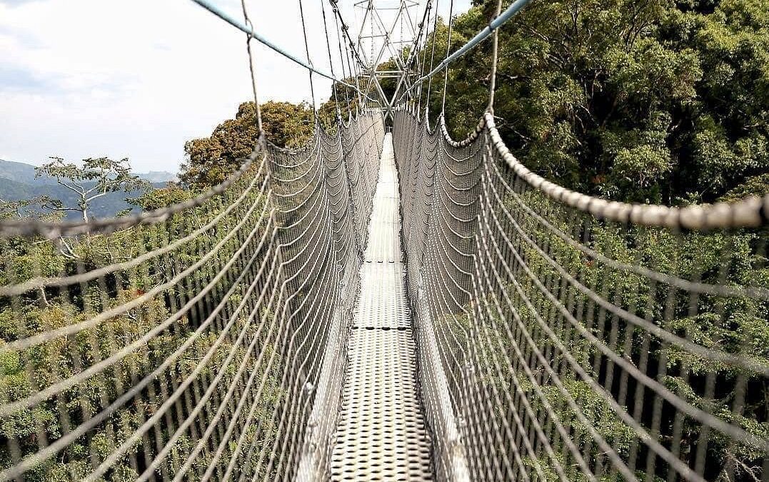 Budget 4×4 rental to Nyungwe Forest Rwanda