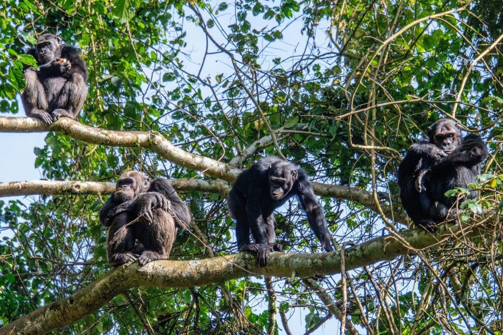 Best car rental company for Nyungwe National Park tours