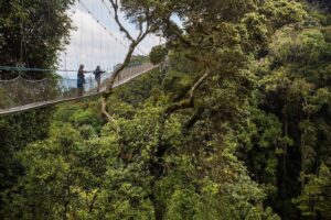 Nyungwe National Park car hire for canopy walk