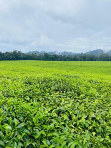Luxury car hire for trips to Nyungwe National Park