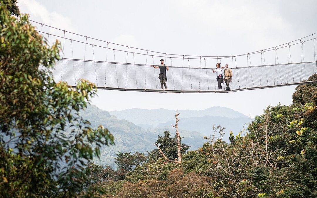 Nyungwe National Park car hire for canopy walk