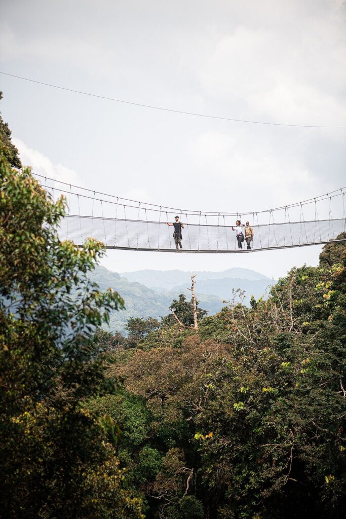 Nyungwe National Park car hire for canopy walk