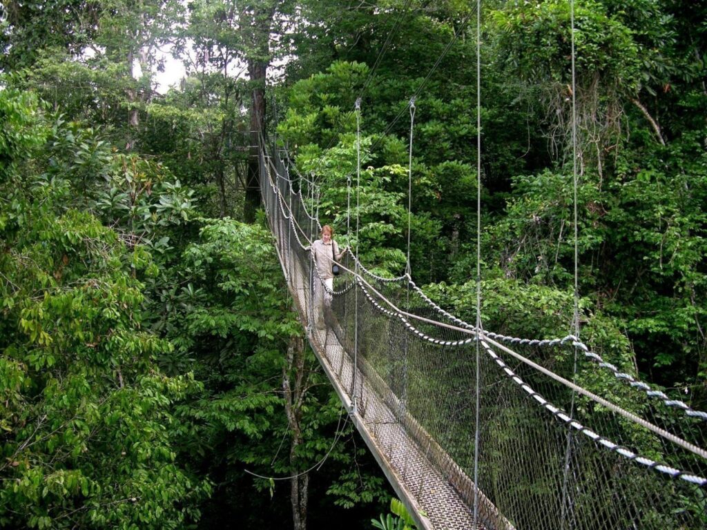 Nyungwe National Park transfer and car rental services