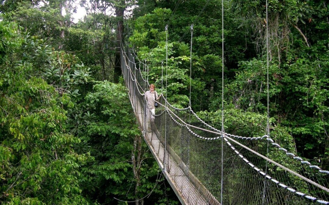 Nyungwe National Park transfer and car rental services