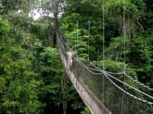 Car hire for Nyungwe canopy walkway adventure