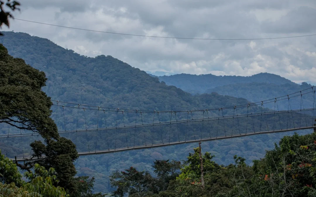 Rwanda car rental services for Nyungwe safaris