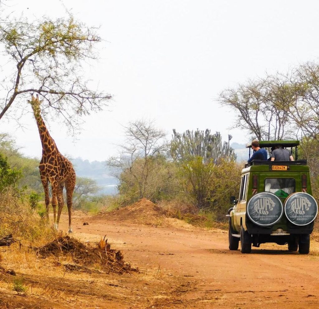 Affordable car hire to Akagera National Park