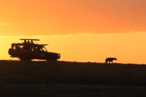 Akagera National Park car hire for game drives