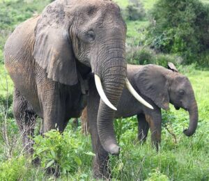 Car hire for full-day game drive in Akagera National Park